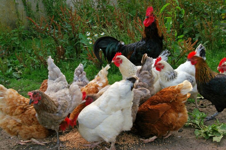 How to Start Raising Backyard Chickens for Fresh Eggs