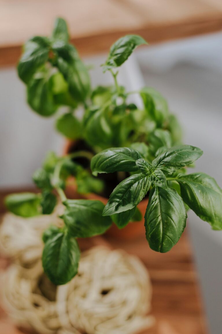 Close-up of a lush green basil plant in a terracotta pot, perfect for culinary uses.