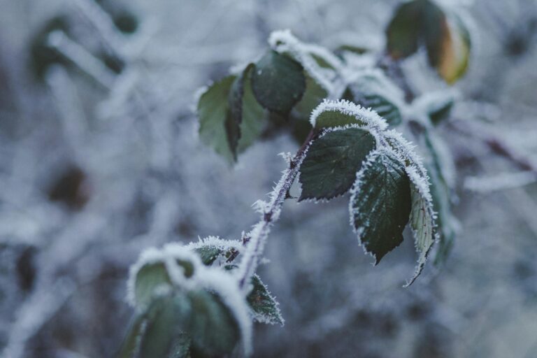 Close-up of frosted leaves on a plant branch during winter.