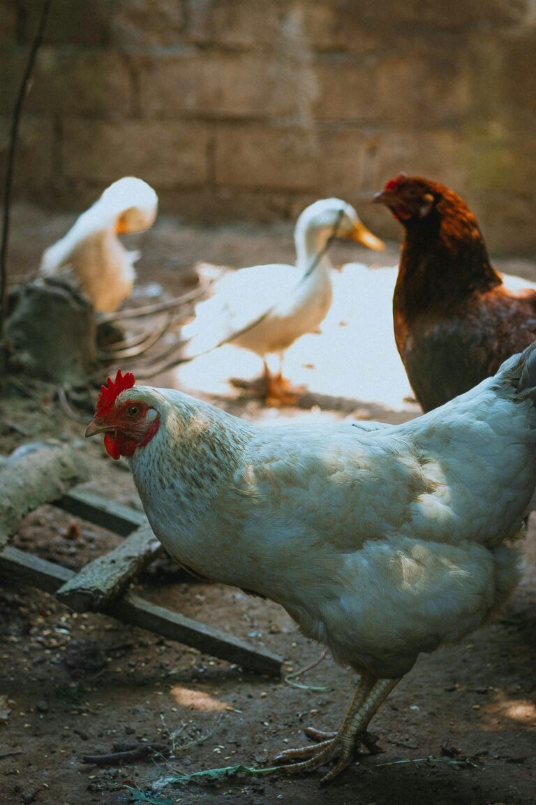 Chickens and ducks roam a sunlit farmyard, showcasing rural farm life.