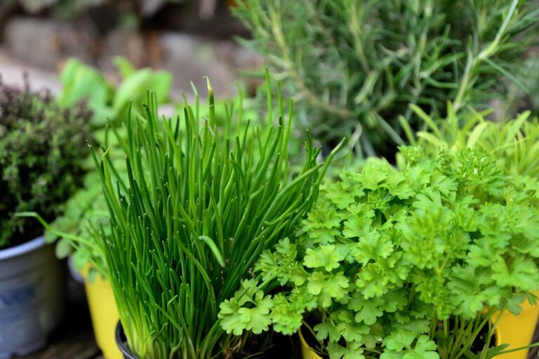 herbs, garden, herb garden, culinary herbs, plants, parsley, chives, potted plants, potted herbs, fresh, fresh herbs, herbs, herbs, herbs, herbs, herbs, herb garden, herb garden, herb garden, parsley, parsley, parsley, nature, chives, chives, potted herbs, fresh herbs