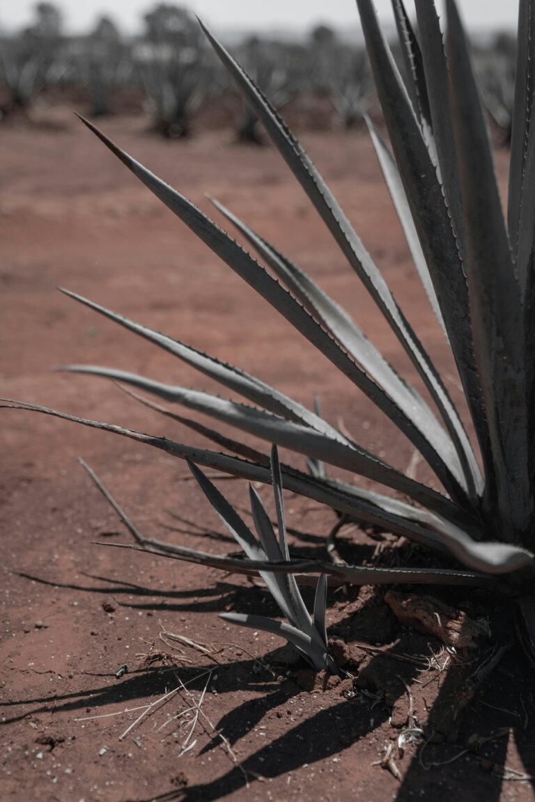 Close-up of an agave plant in a desert landscape, capturing its sharp, elongated leaves.
