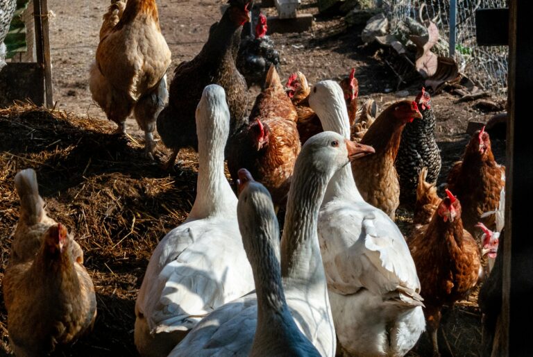 Flock of chickens and ducks