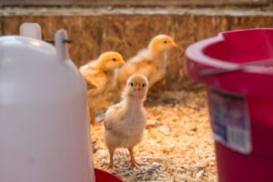 chicks, chickens, brooder, farm, homesteading, coop, easter, egg, animal, poultry, hen, cute, bird, young, baby, fluffy, nature, yellow, life, agriculture, domestic, farmers market, farmer, brooder, brooder, brooder, homesteading, homesteading, homesteading, homesteading, homesteading, coop, farmers market